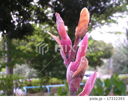 こじま公園の赤い花カンナの蕾の写真素材