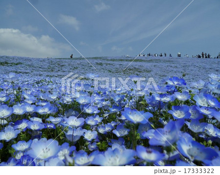 ライトブルーの空とネモフィラ 17333322