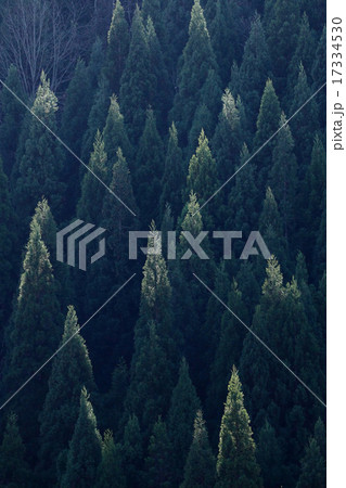 杉 林 杉 林 17334530