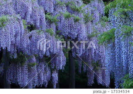 満開のフジ 17334534