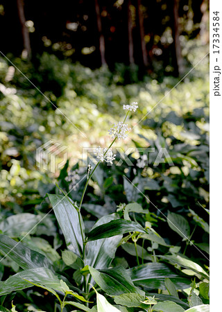 ヤブミョウガ 17334584