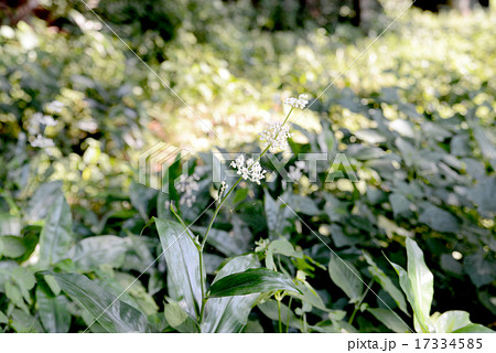 ヤブミョウガ 17334585