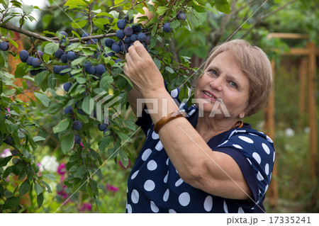 Senior woman collects plums 17335241