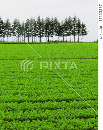 人参畑と防風林 17335287