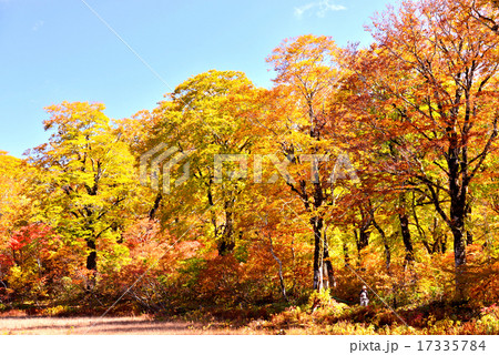 岐阜県白川白山（天生湿原）の紅葉 17335784