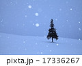 クリスマスツリーの木 17336267