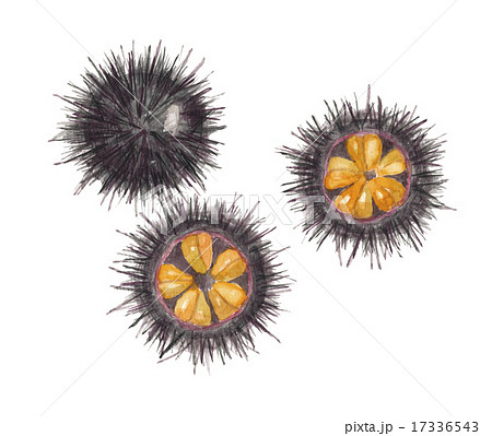 ムラサキウニのイラスト素材