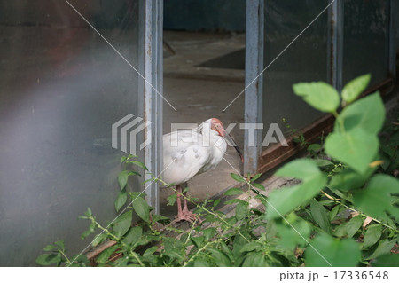 トキ トキ 17336548