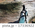 ペンギン 17336922