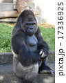 ゴリラ 17336925