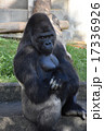 ゴリラ 17336926