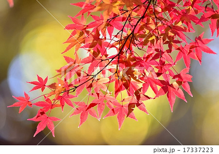 紅葉　昭和記念公園のモミジ 17337223