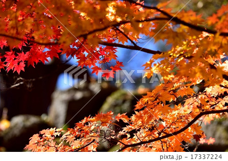 紅葉 小諸懐古園の秋 紅葉 小諸懐古園の秋 17337224