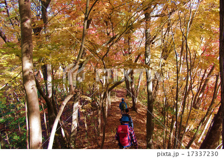 紅葉の高川山 17337230