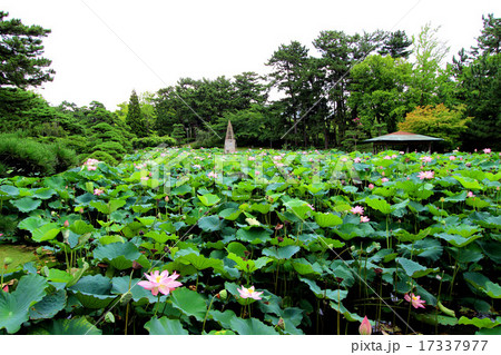 新潟白山公園 新潟白山公園 17337977