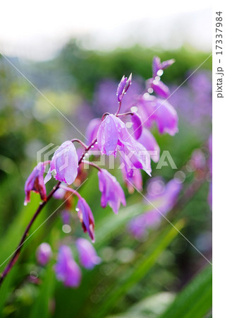 朝露に濡れたシラン 17337984