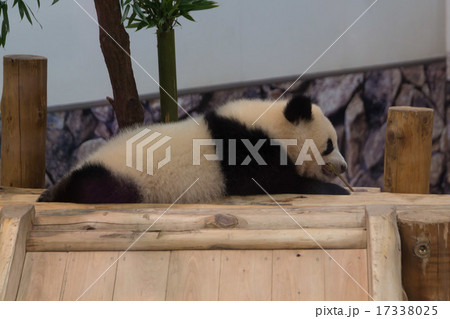 ジャイアントパンダ　子供 17338025