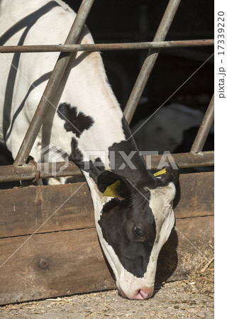 Young milk cow in a stable. Young milk cow in a stable. 17339220