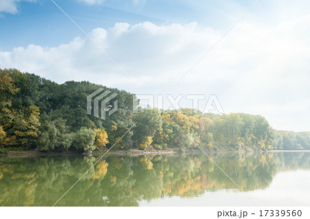 trees in foggy autumn forest 17339560