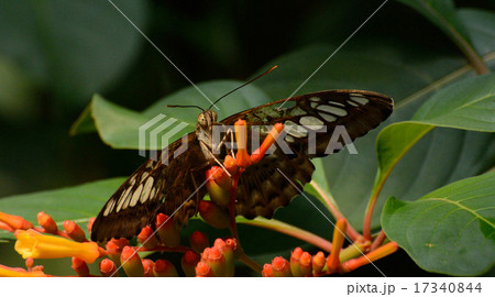 Clipper Butterfly on Cape Honeysuckle leaves 17340844