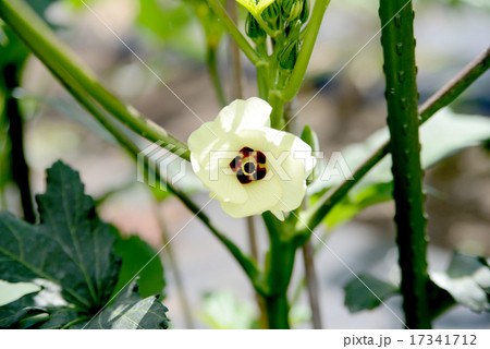 オクラの花 オクラの花 17341712