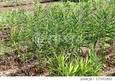 ショウガの葉 17341802