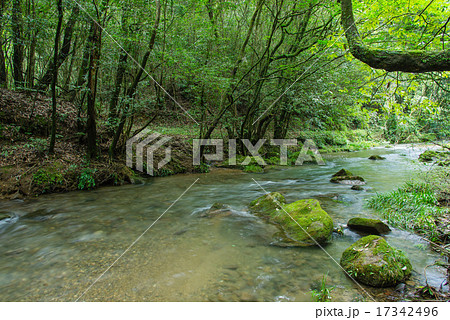 新緑の悠久の森 17342496