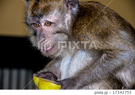 The little monkey 17342755