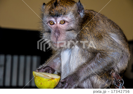 The little monkey The little monkey 17342756