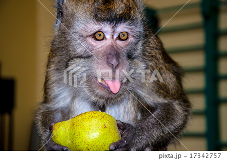The little monkey The little monkey 17342757