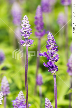 Blue Salvia flowers Blue Salvia flowers 17343927