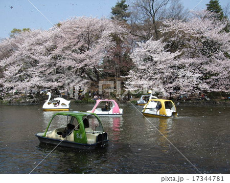 桜吹雪が舞う春の井の頭恩賜公園(井の頭池) 桜吹雪が舞う春の井の頭恩賜公園(井の頭池) 17344781