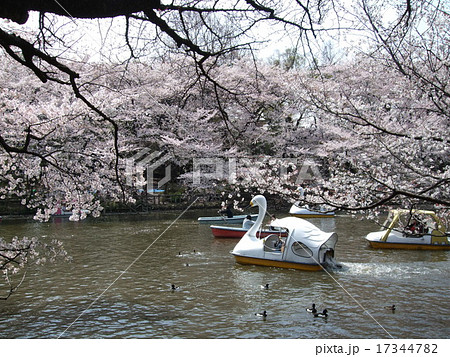 桜が咲く春の井の頭恩賜公園(井の頭池) 桜が咲く春の井の頭恩賜公園(井の頭池) 17344782