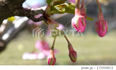 16:9 カンザクラ(寒桜) 16:9 カンザクラ(寒桜) 17344813