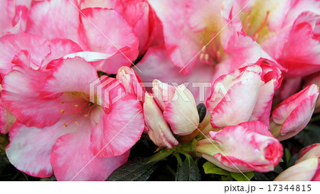 16：9　マーブル模様のアザレア 17344815