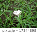 白いきのこ 17344898