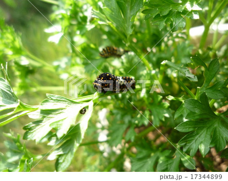 キアゲハの幼虫 17344899