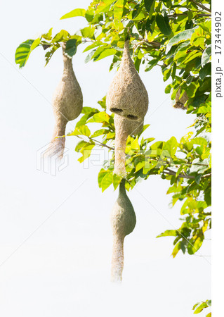Baya weaver bird nest Baya weaver bird nest 17344902