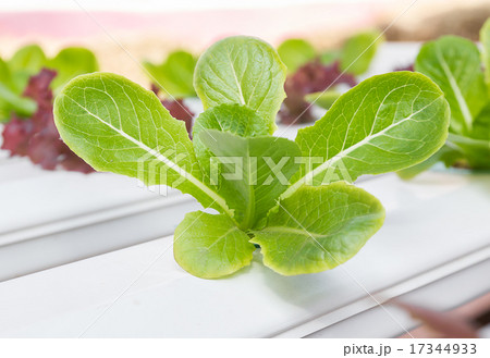 Organic hydroponic vegetable  in greenhouse 17344933
