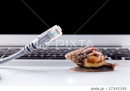 Snail with rj45 connector symbolic photo Snail with rj45 connector symbolic photo 17345193