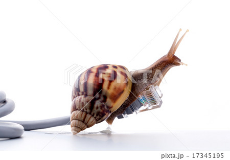 Snail with rj45 connector symbolic photo 17345195