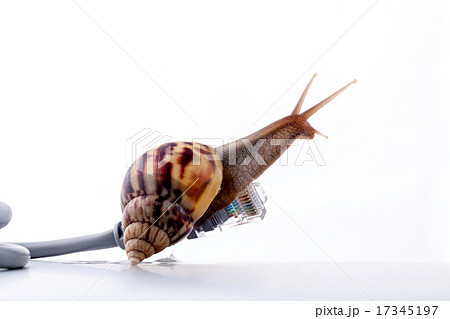 Snail with rj45 connector symbolic photo Snail with rj45 connector symbolic photo 17345197