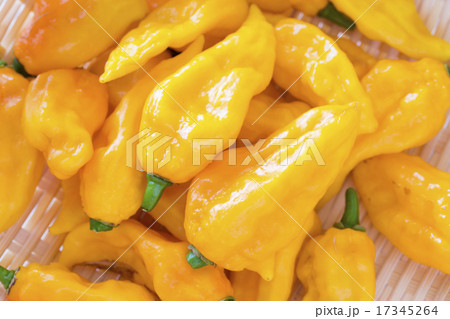 沢山のイエローブートジョロキア 沢山のイエローブートジョロキア 17345264