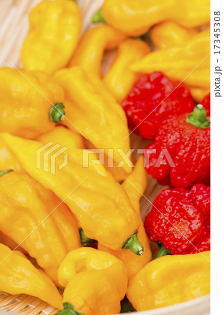 ブートジョロキアとキャロライナリーパー ブートジョロキアとキャロライナリーパー 17345308