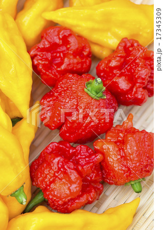 ブートジョロキアとキャロライナリーパー ブートジョロキアとキャロライナリーパー 17345309