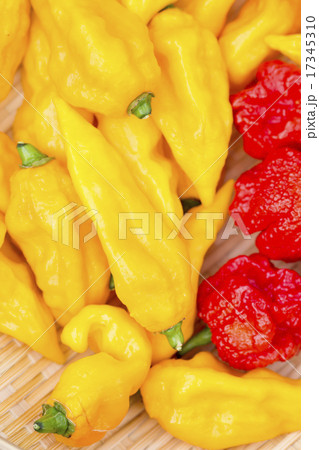 ブートジョロキアとキャロライナリーパー ブートジョロキアとキャロライナリーパー 17345310