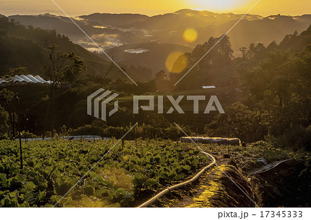 Plantation farm overlooking Cameron Highlands 17345333