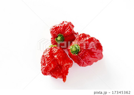 ギネス認定唐辛子キャロライナリーパー ギネス認定唐辛子キャロライナリーパー 17345362