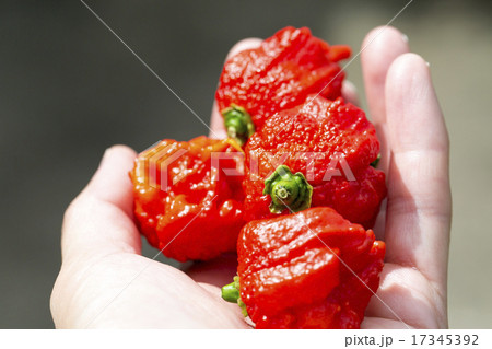 手に持った超激辛唐辛子キャロライナリーパー 17345392