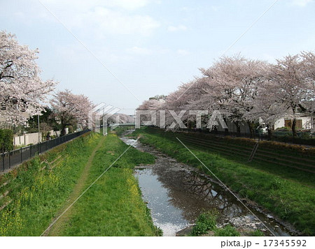 桜が咲く春の野川（調布市・一の橋付近） 17345592
